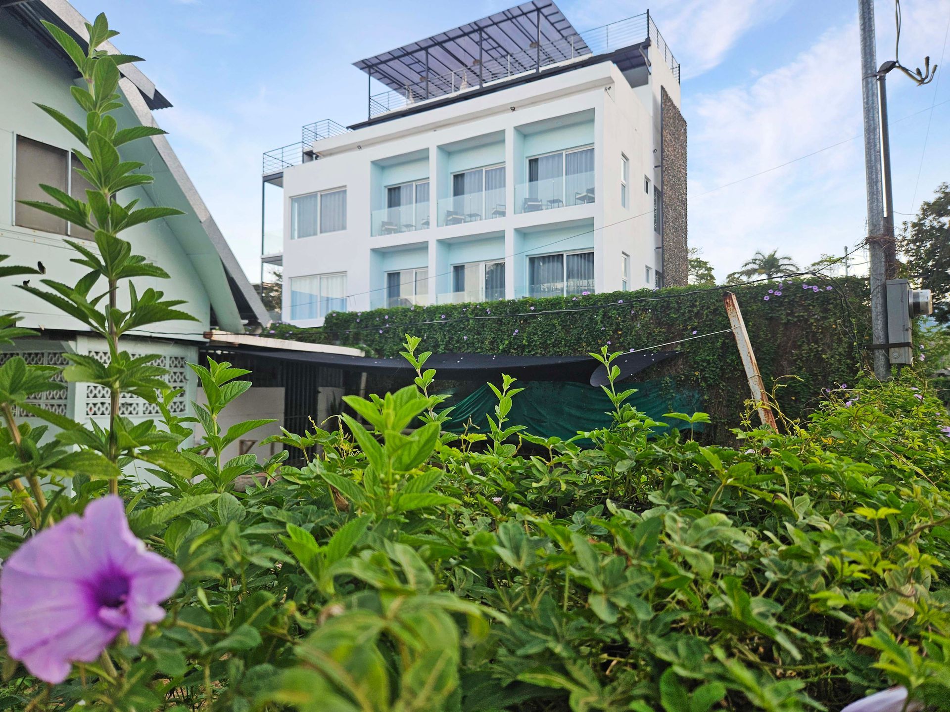 White building with balconies behind green foliage and a purple flower.