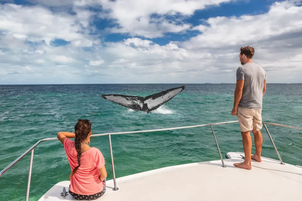 People on a boat watch a whale tail emerge from turquoise water under a cloudy sky.