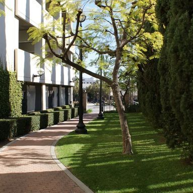 A row of trees along a sidewalk in front of a building