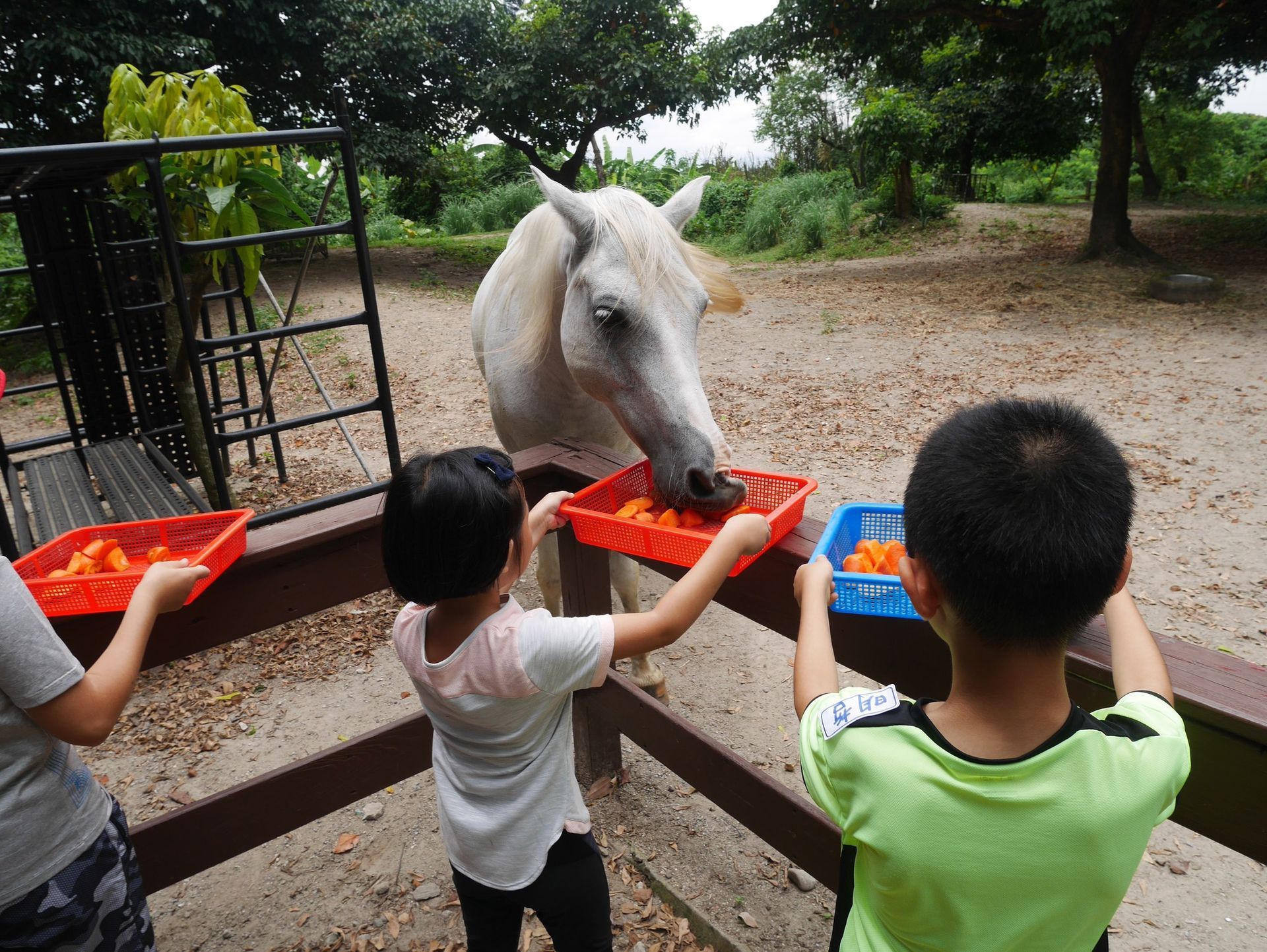 兒童冬夏令營 - 餵馬兒