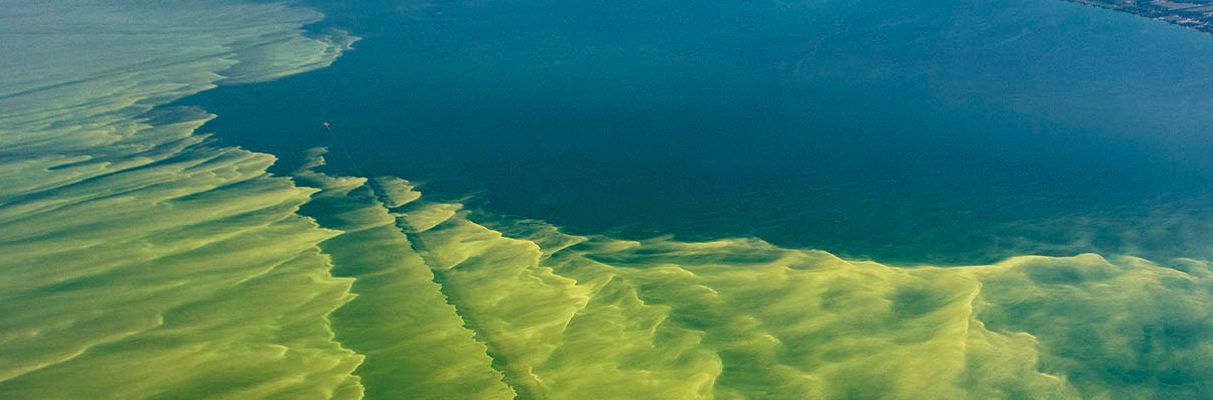 An aerial view of a lake filled with green algae.