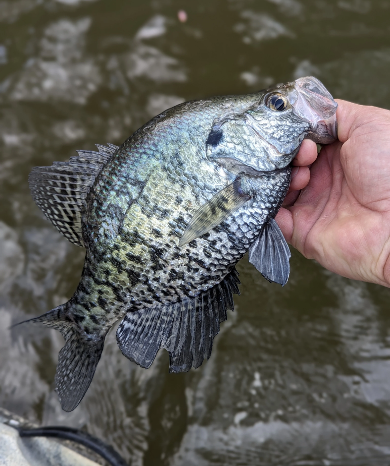 A person is holding a fish in their hand in front of a body of water.