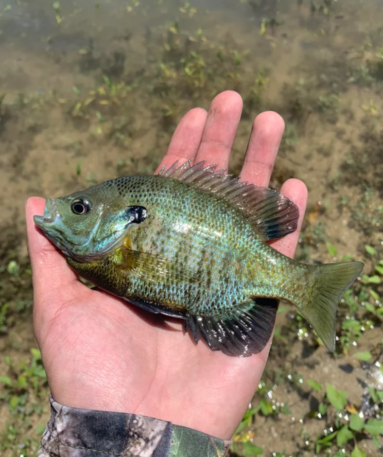 A person is holding a small fish in their hand.
