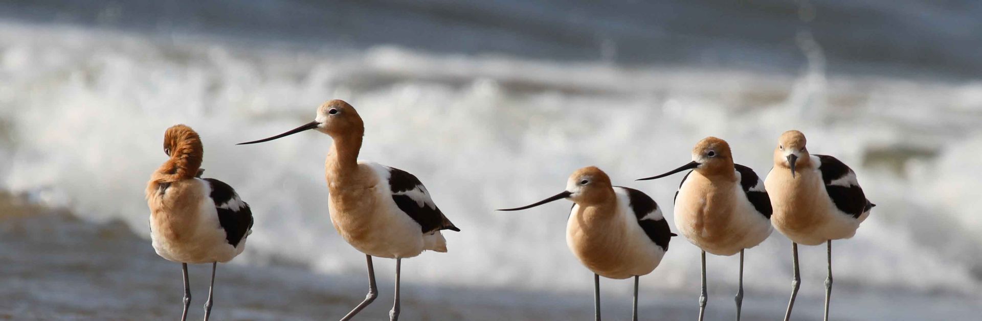 A group of birds are standing on a beach near the ocean.