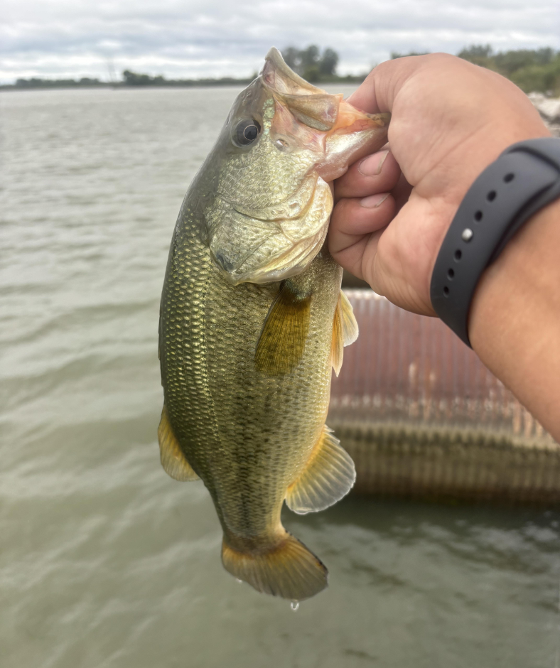 A person is holding a large fish in their hand