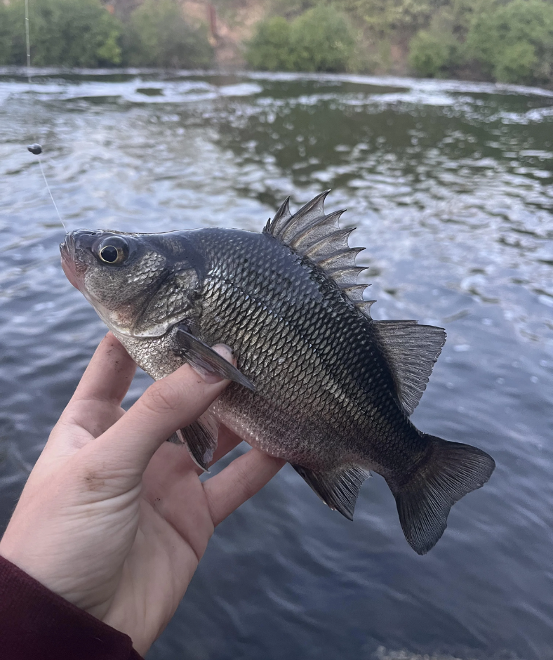 A person is holding a fish in their hand in front of a body of water.