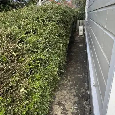 After: hedge trimmed back to reopen the side path as part of a section clean-up in St Clair, Dunedin.