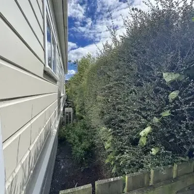 Before: overgrown hedge blocking access along a side path on a property in St Clair, Dunedin.