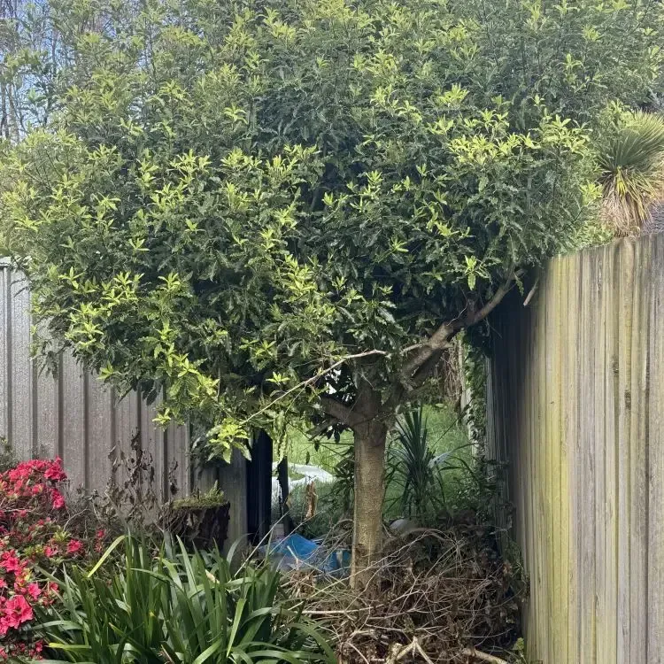 Before: a small tree growing close to fences and garden beds on a property in Leith Valley, Dunedin.