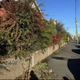 Before: Bush trimming services taking place in North Dunedin.