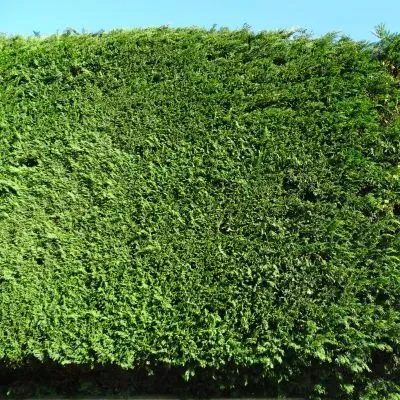 An evenly maintained residential hedge demonstrating consistent, structured trimming in Dunedin.