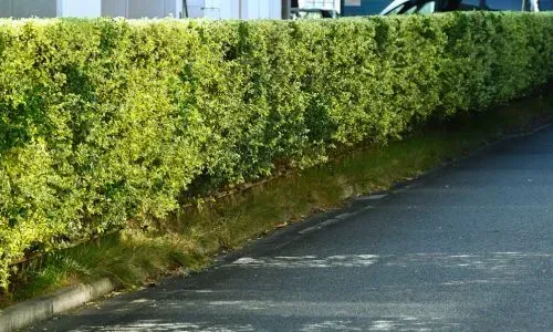 Residential hedge maintained along a curb in line with Dunedin City Council vegetation guidelines.