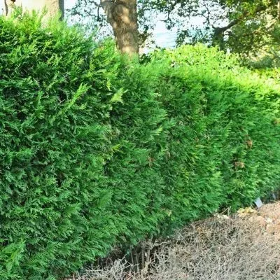 Mature hedge and tree assessed under Dunedin City Council scheduled vegetation rules.