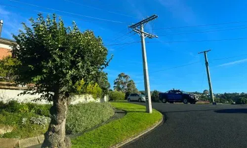 Small residential street tree beside a Dunedin footpath illustrating council clearance regulations.