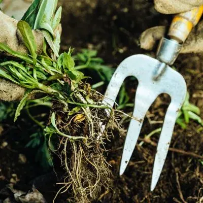 A gardening team member removing unwanted weeds with a fork representing full gardening services in Dunedin.
