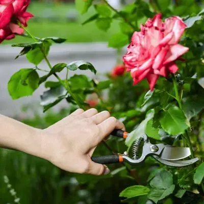 Hand pruning a rose with secateurs in a Dunedin garden using best-practice technique.