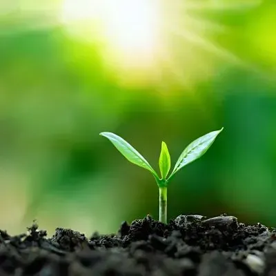 Young plants sprout in rich soil with bright sunlight, illustrating light and growth conditions for Dunedin lawns.