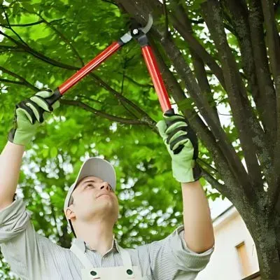 Tree pruning near a boundary to maintain safe clearances and protect roadside sight lines in Dunedin.
