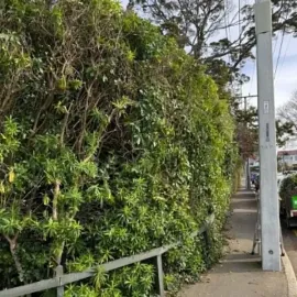 After: Hedge trimmed back beside a public footpath in St Clair, Dunedin.
