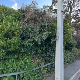 Before: Overgrown hedge beside a public footpath in St Clair, Dunedin.