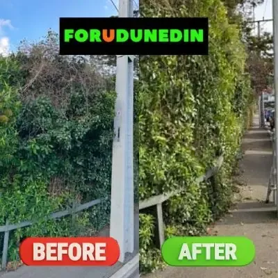 Before & After: Hedge trimming beside a public footpath in St Clair, Dunedin.