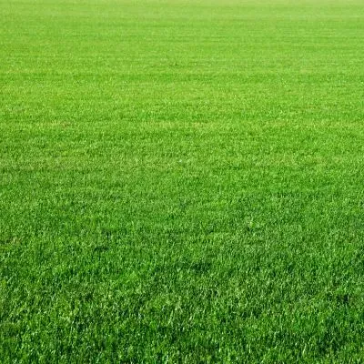 An even turf coverage supporting lawn stability and surface drainage in Dunedin.
