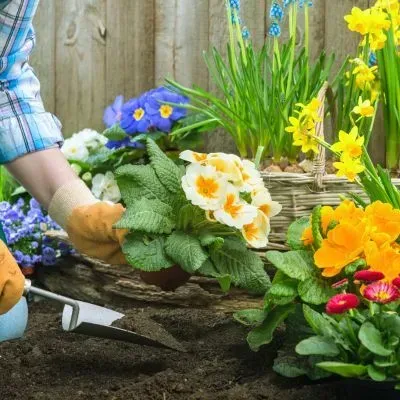 Garden planting service in Dunedin with seasonal flowers being installed in prepared soil.