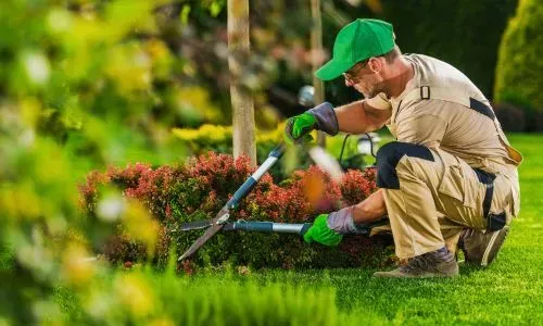 Garden maintenance pruning service in Dunedin showing a gardener trimming a plant in a residential garden.
