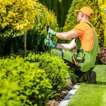A FORUDUNEDIN gardener maintaining and pruning shrubs for a routine garden upkeep job for a local client.