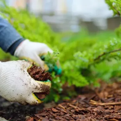 Gardening contractor providing gardening and mulching, representing garden maintenance costs in Dunedin.