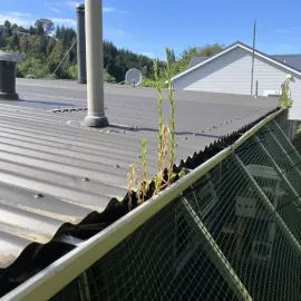 Before: Grass and weeds growing inside roof gutters on a Sunnyvale property in Dunedin.