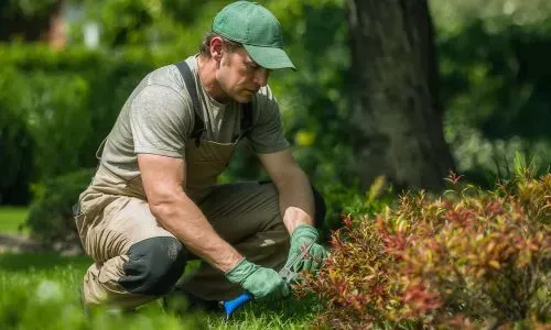 A professional gardener pruning shrubs in a Dunedin garden as part of healthy gardening maintenance practices.