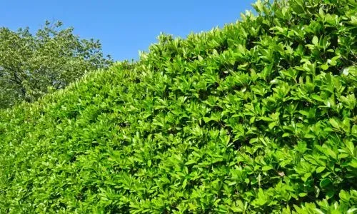 Dense, evenly shaped boundary hedge showing healthy growth after proper trimming in Dunedin.