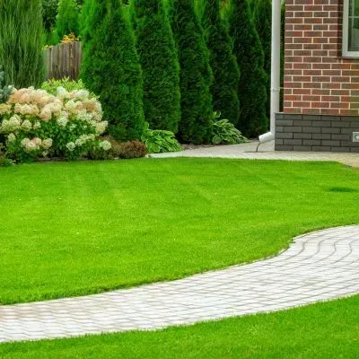 Evenly cut residential lawn maintained at a healthy mowing height in Dunedin City.