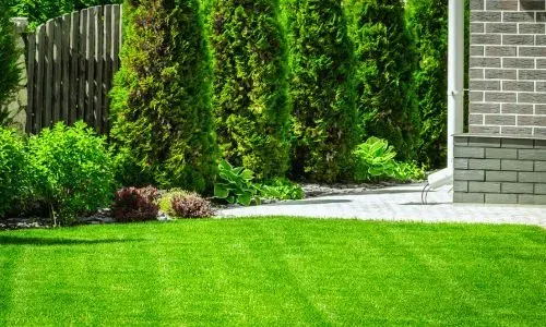 Healthy, evenly mowed residential lawn showing proper mowing height in Dunedin.