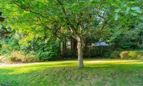 Small garden tree in a Dunedin backyard illustrating responsible tree management and removal techniques.