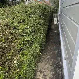 After: Hedge shaping and design, St Clair.