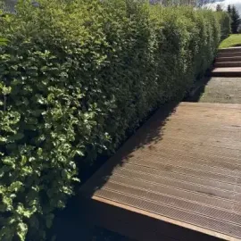 Before: Professional hedge trimming, resulting in an aesthetic hedge, Roslyn, Dunedin.
