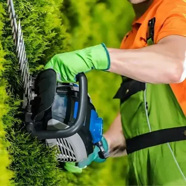 A FORUDUNEDIN hedge pruning specialist, providing hedge maintenance.
