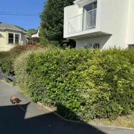 After: Professionally trimmed and shaped hedges outside a residential property in Roslyn, Dunedin.