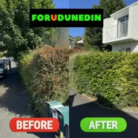 Before & After: Hedge trimming and hedge shaping completed outside a residential property in Roslyn, Dunedin.