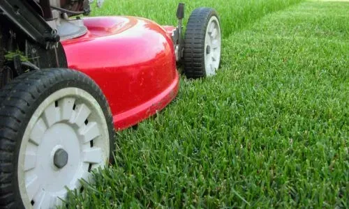 Lawn mower cutting a well-maintained residential lawn in Dunedin City.
