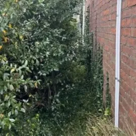 Before: Garden maintenance, long pole headge trimming, greenwaste removal services in St Clair, Dunedin.