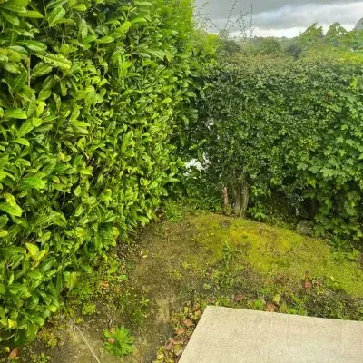 Multiple hedge varieties in a Dunedin residential garden, including broadleaf and dense screening types.