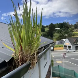 Before: Tall grass and plant growth overflowing from a roof gutter before cleaning, Kaikorai Valley, Dunedin.