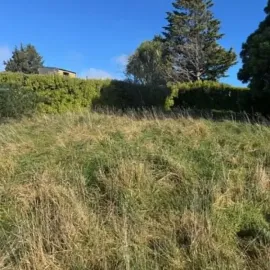 Before: Overgrown lawn with long grass across a Brockville, Dunedin property.