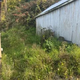 Before: Overgrown section with long grass and dense vegetation beside a building on Maitland Street.