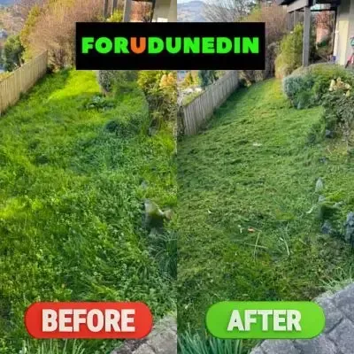 Before & After: Overgrown vegetation clean-up across a sloped yard in Waverley, Dunedin.