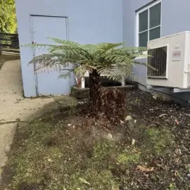 After: Fern pruning and garden bed weeding services, St. Clair.
