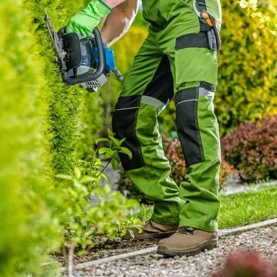 Professional hedge trimming using controlled techniques and safety practices in Dunedin.